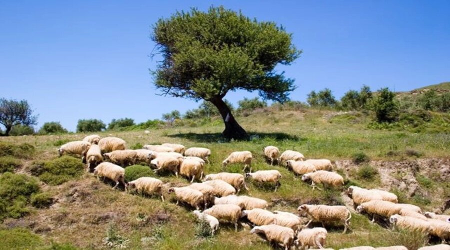 Ο ΟΠΕΚΕΠΕ ΜΠΛΟΚΑΡΕΙ ΚΑΙ ΤΑ ΕΜΒΟΛΙΑ ΓΙΑ ΤΗΝ ΕΥΛΟΓΙΑ ΤΩΝ ΠΡΟΒΑΤΩΝ